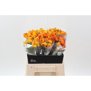 Ran El Orange 40cm