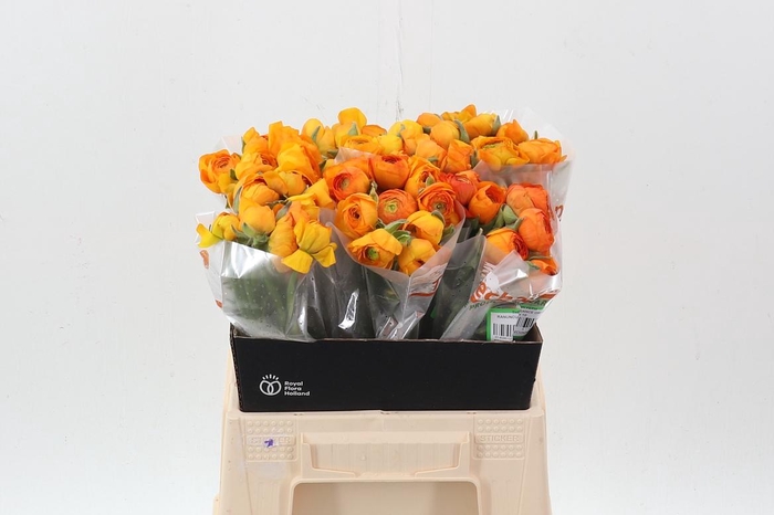 <h4>Ran El Orange 40cm</h4>