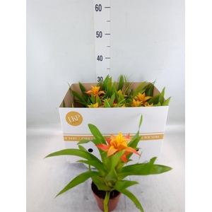 Guzmania  'Flava'