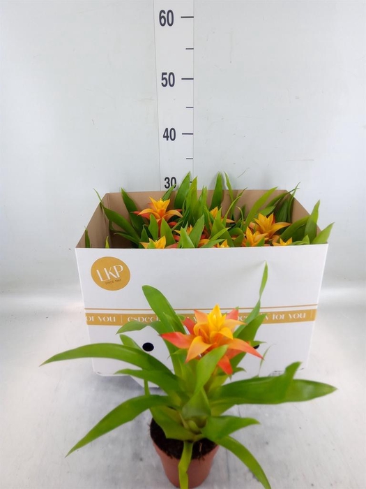 <h4>Guzmania  'Flava'</h4>