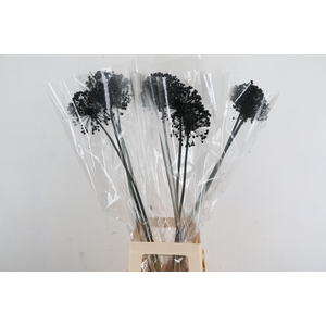 DF Allium Paint Black