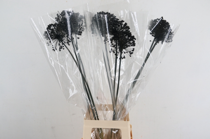 <h4>DF Allium Paint Black</h4>