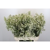 Chamelaucium Blizzard