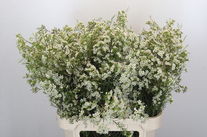 <h4>Chamelaucium Blizzard</h4>