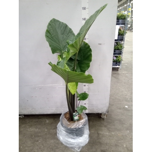 Alocasia   ...