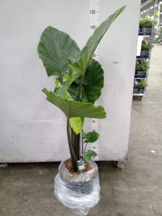 <h4>Alocasia   ...</h4>