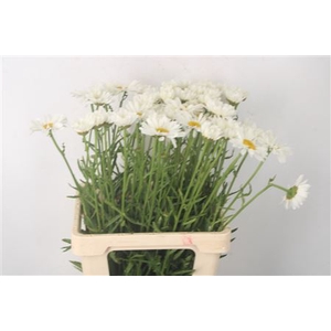 Leuc Vulg White