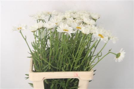 <h4>Leuc Vulg White</h4>