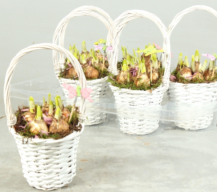 <h4>ARR NARCISSUS</h4>