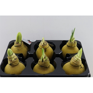 Wax Hipp Velvet Gold