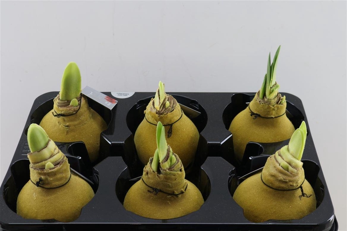 <h4>Wax Hipp Velvet Gold</h4>