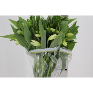 ALSTROEMERIA WHISTLER 080 CM