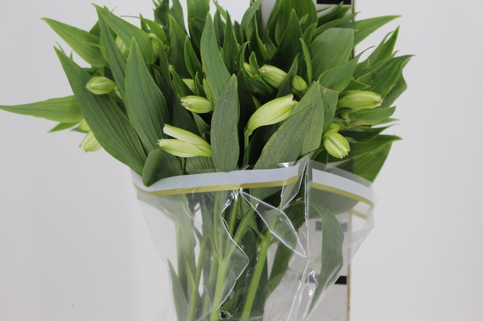 <h4>ALSTROEMERIA WHISTLER 080 CM</h4>