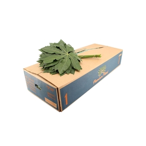Aralia Large