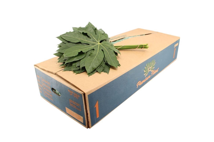 <h4>Aralia Large</h4>