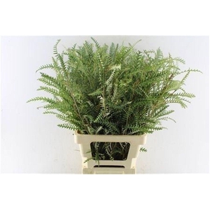 Grevilea Ivanhoe Groen