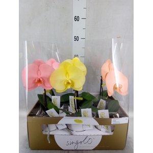 Phalaenopsis   ...mix