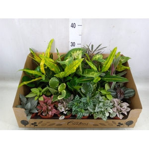 Planten Groen   ...mix 24