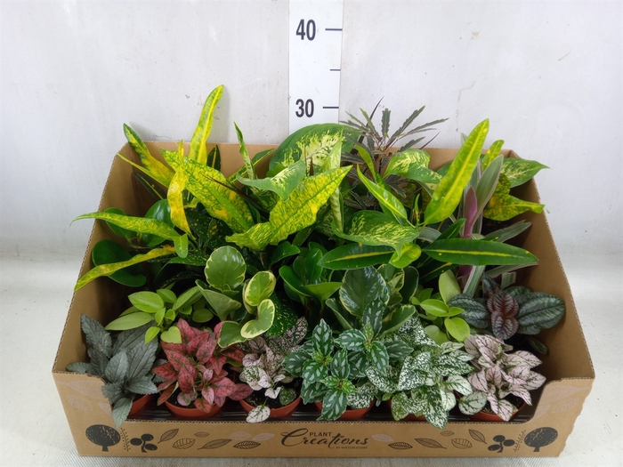 <h4>Planten Groen   ...mix 24</h4>