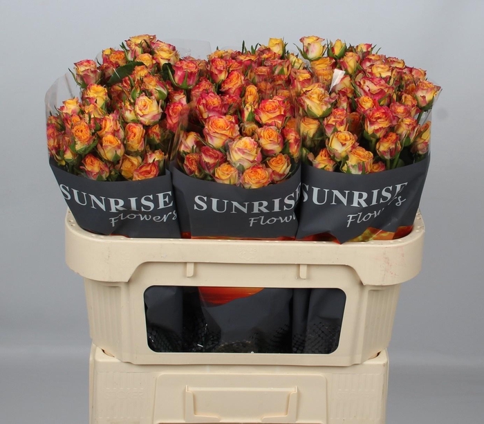 <h4>R TR LAND OF FIRE</h4>