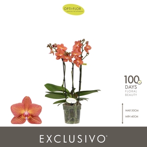 Exclusivo Eos 3 spike