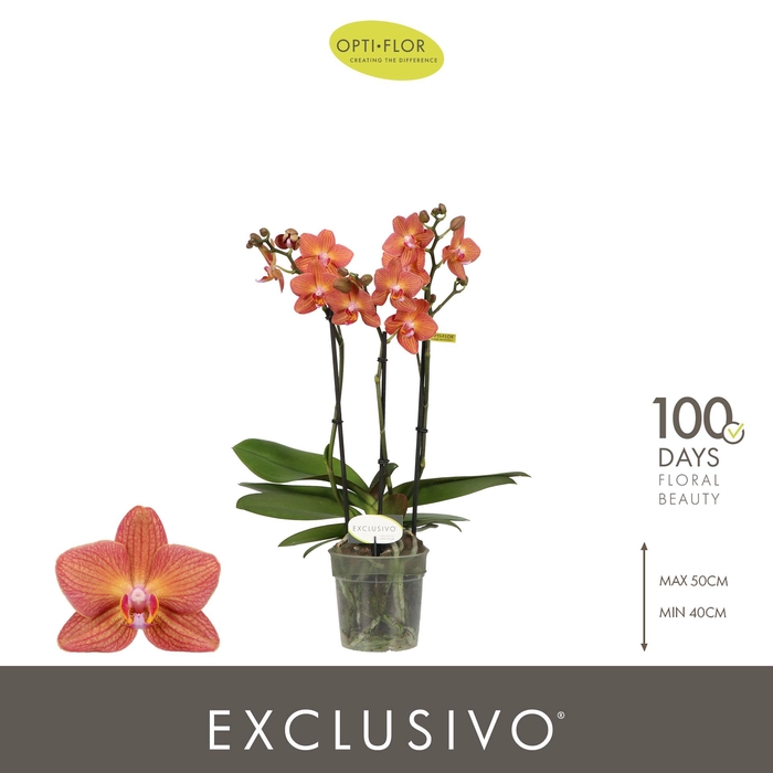 <h4>Exclusivo Eos 3 spike</h4>