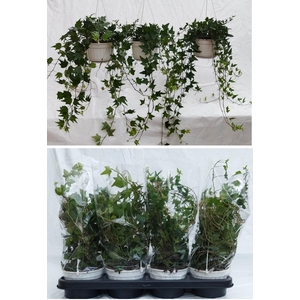 HEDERA HELIX P14 hangpot