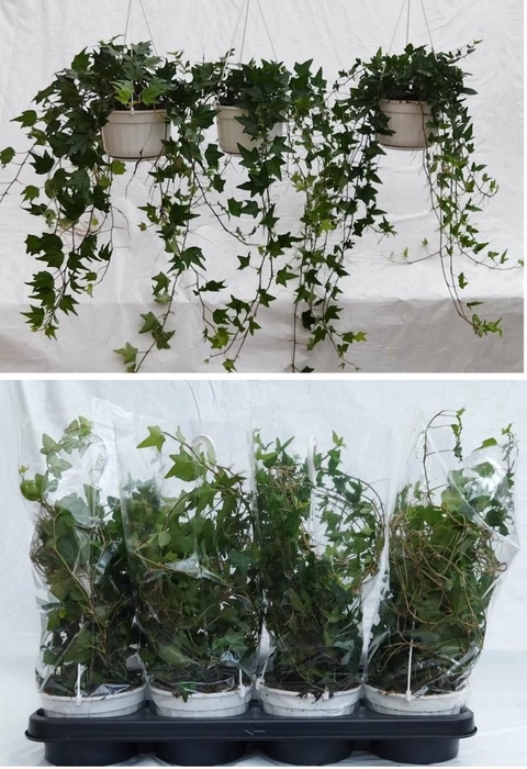 <h4>HEDERA HELIX</h4>