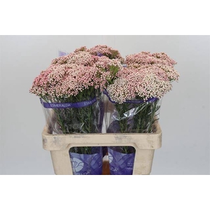 Ozothamnus Cooks Tall Pink