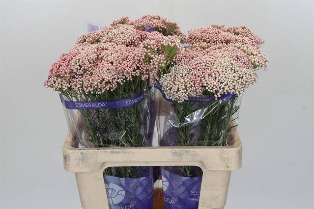 <h4>Ozothamnus Cooks Tall Pink</h4>