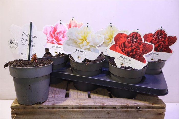 <h4>Paeonia L Gem</h4>