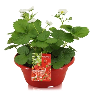 Fragaria Beltran in rode schaal