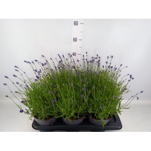 Lavandula angus. 'Essence Pure'