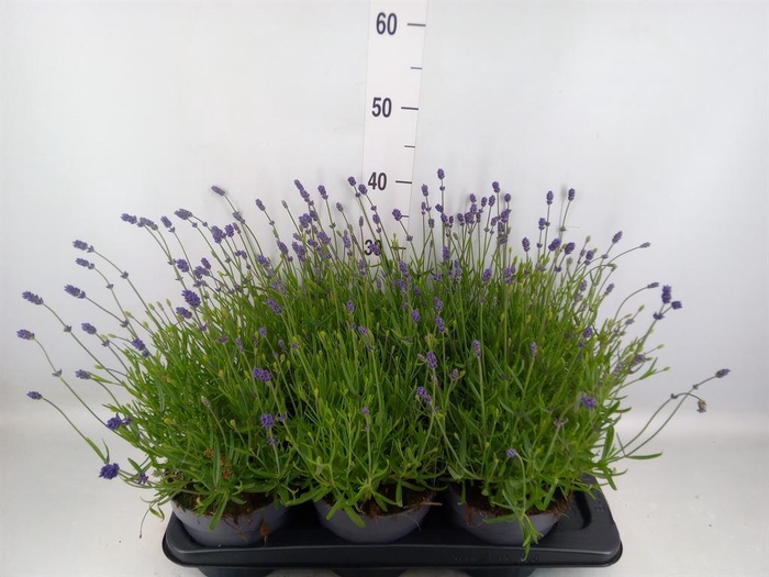 <h4>Lavandula angus. 'Essence Pure'</h4>