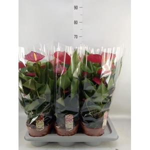 Anthurium andr. 'Tremendo'