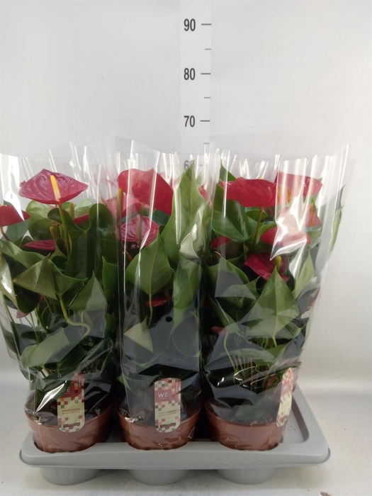 <h4>Anthurium andr. 'Tremendo'</h4>