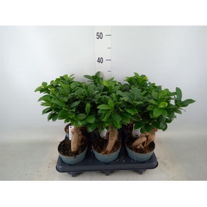 Ficus microcarpa 'Ginseng'