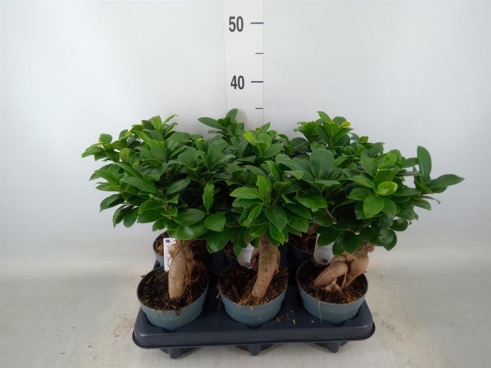 <h4>Ficus microcarpa 'Ginseng'</h4>
