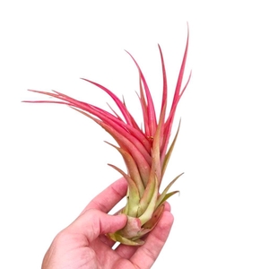 Tillandsia