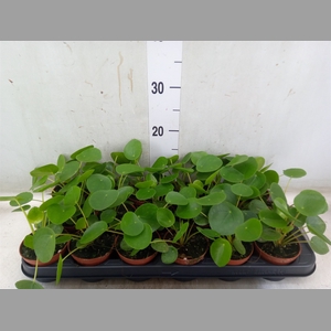 Pilea peperomoides