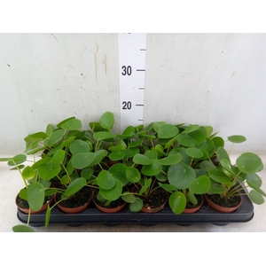 Pilea peperomoides