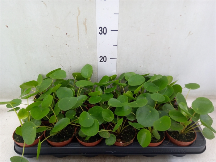 <h4>Pilea peperomoides</h4>
