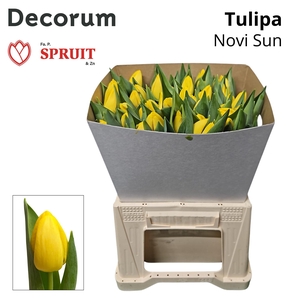 Tu En Novi Sun Kraag 50