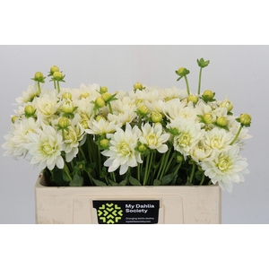 Dahlia White Swan