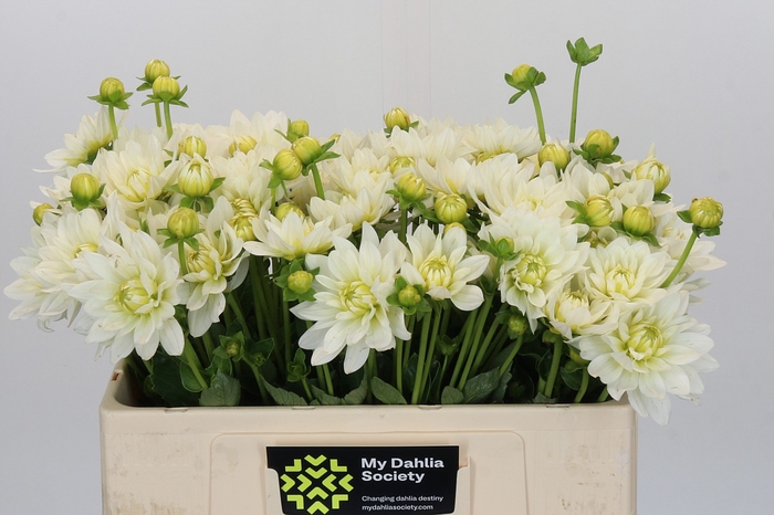 Dahlia White Swan