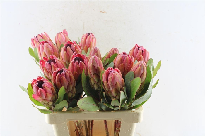 <h4>Protea Sylvia</h4>