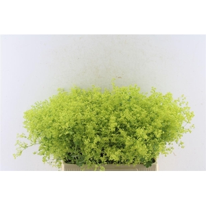 Alchemilla M Robustica