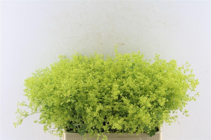 <h4>Alchemilla M Robustica</h4>