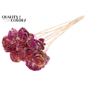 Shola Beauty Rose 6cm on stem Multicolour Cerise/Yellow