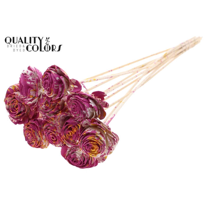 <h4>Shola Beauty Rose 6cm on stem Multicolour Cerise/Yellow</h4>